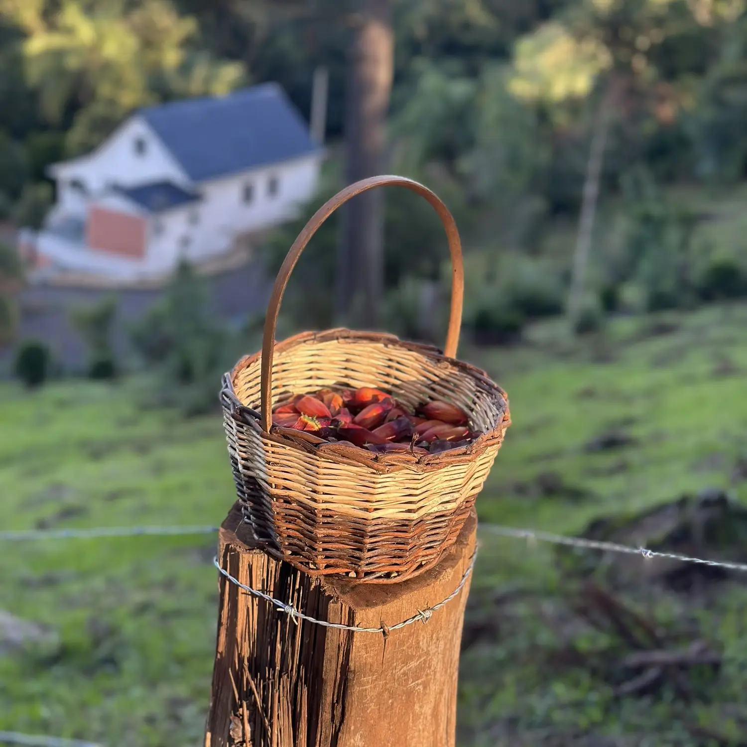 Cesta de pinhões colhidos na propriedade