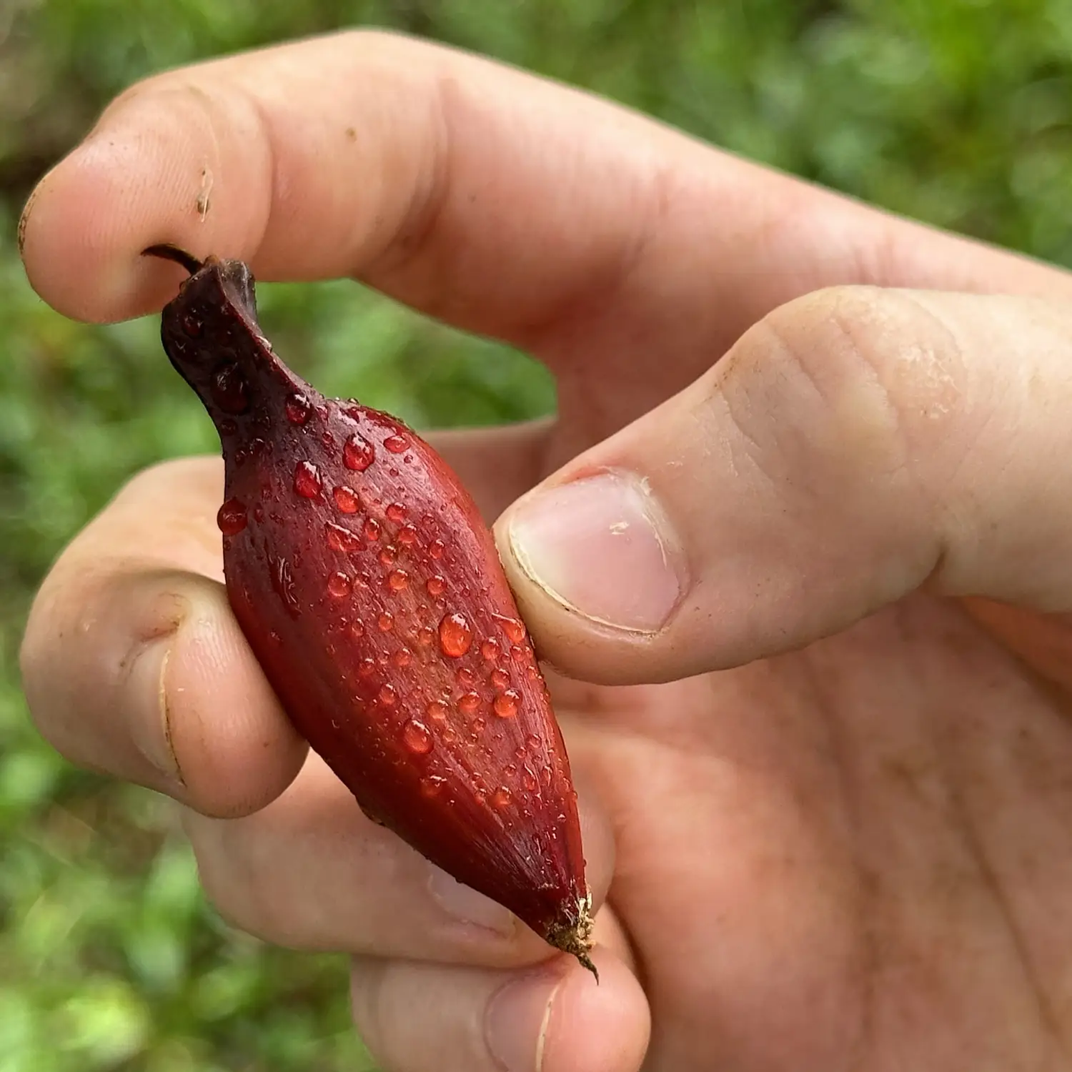 Pinhão na mão, recém-colhido da araucária