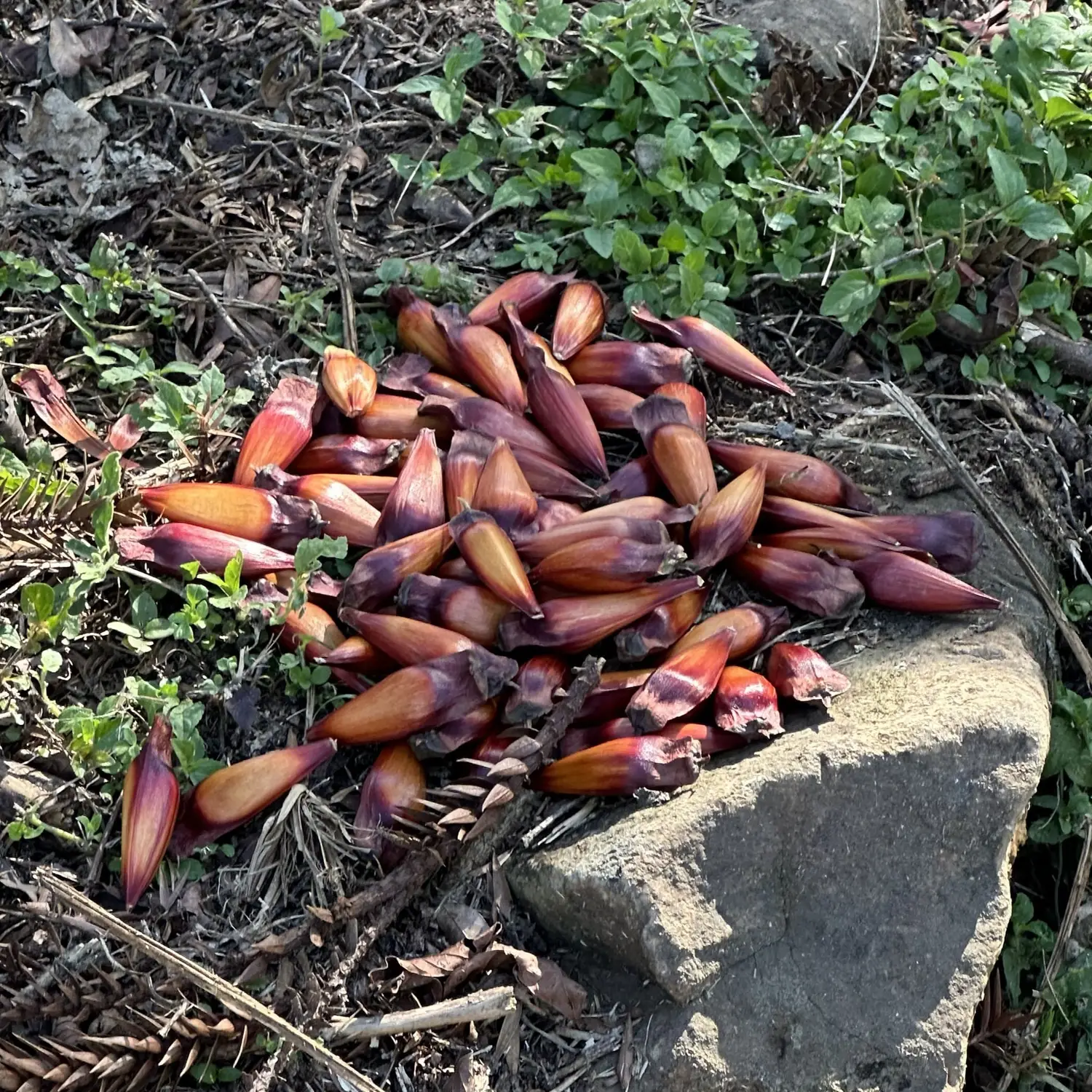 Pinhões caídos sobre as pedras e a vegetação