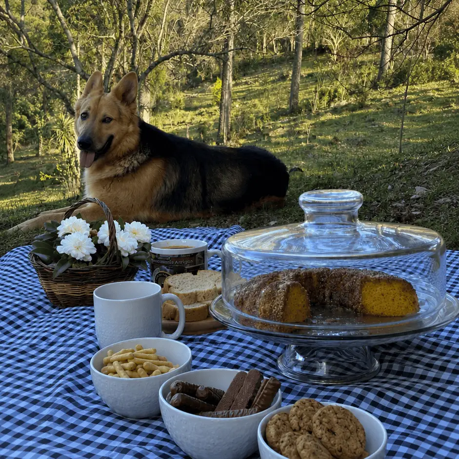 Toalha de piquenique montada na grama com cesta e doces