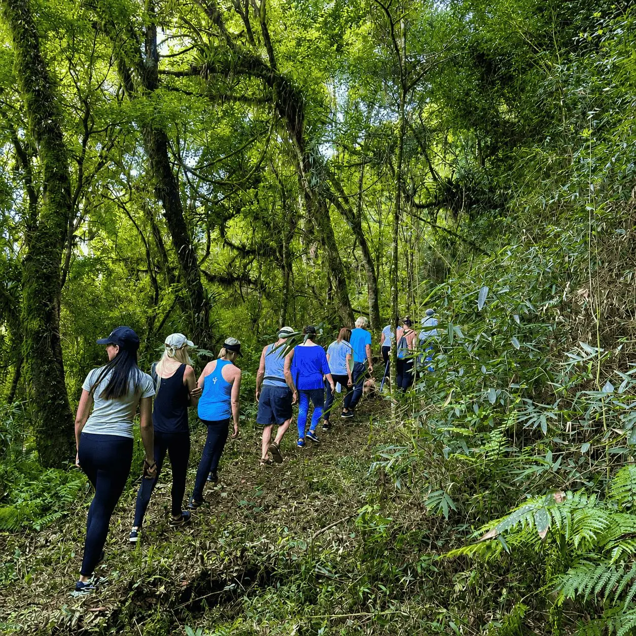 Grupo caminhando pela trilha em meio à mata nativa