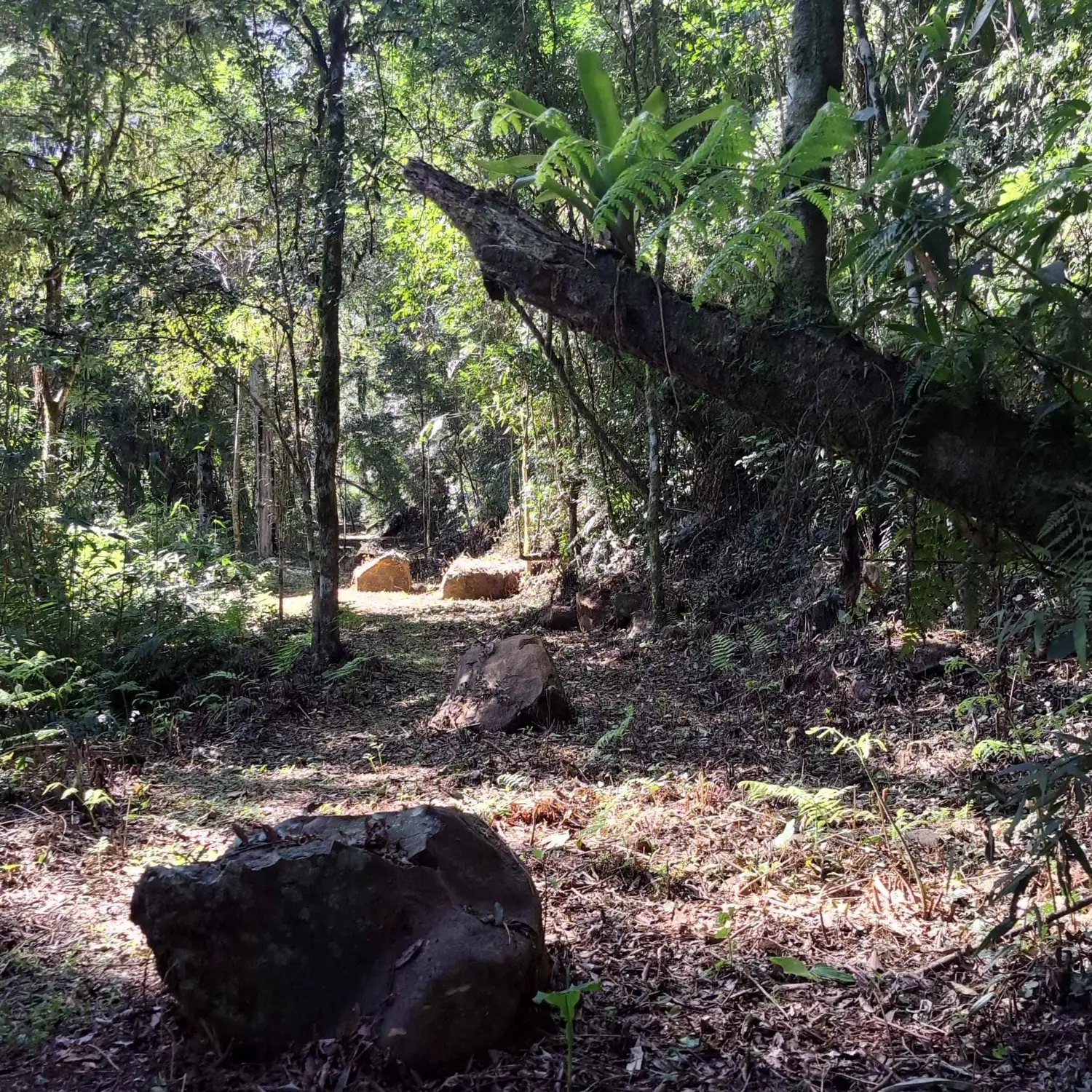 Caminho de trilha entre árvores e pedras