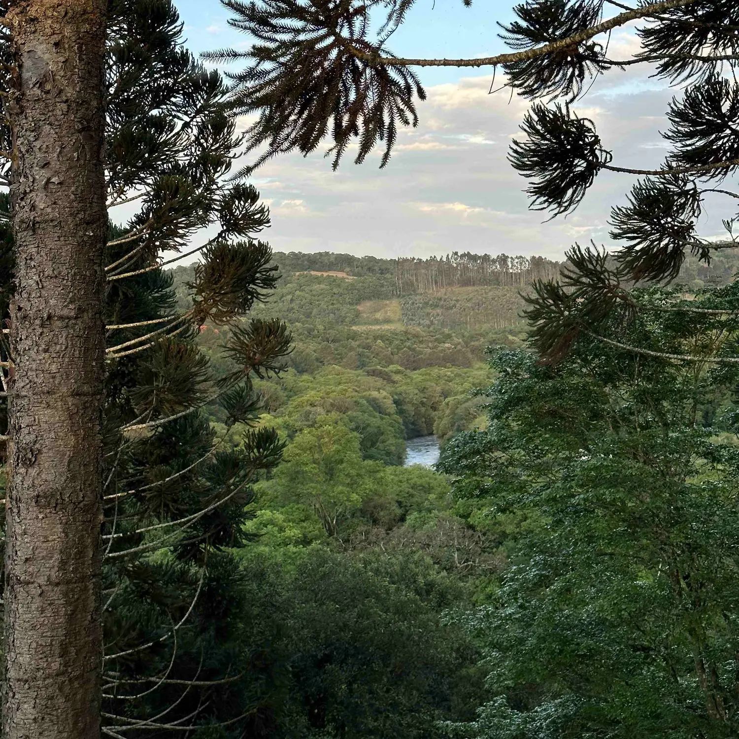 Vista para o rio a partir do alto da trilha
